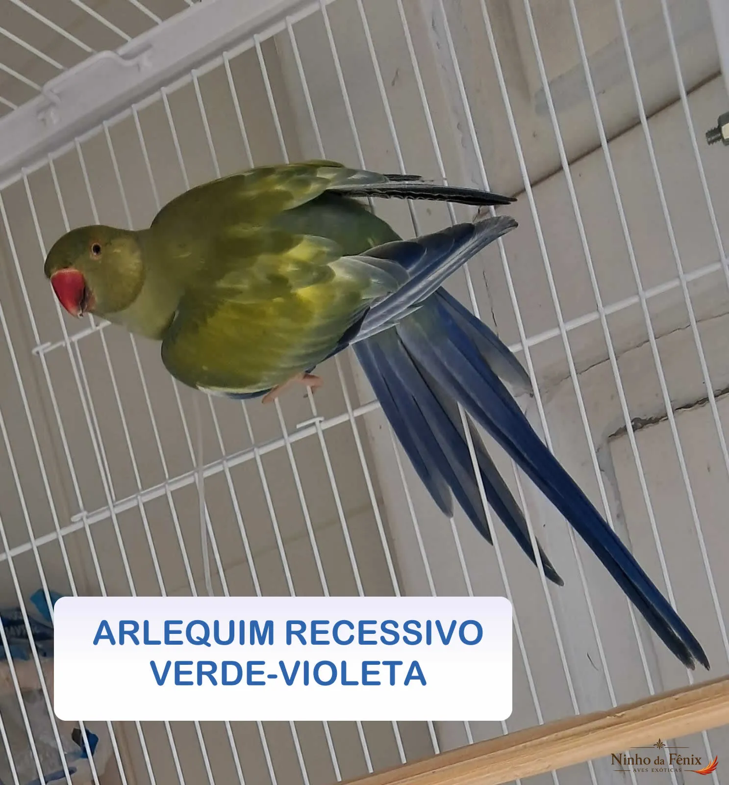 ARLEQUIM RECESSIVO VERDE-VIOLETA