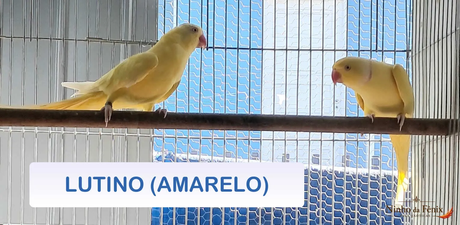 LUTINO (AMARELO)