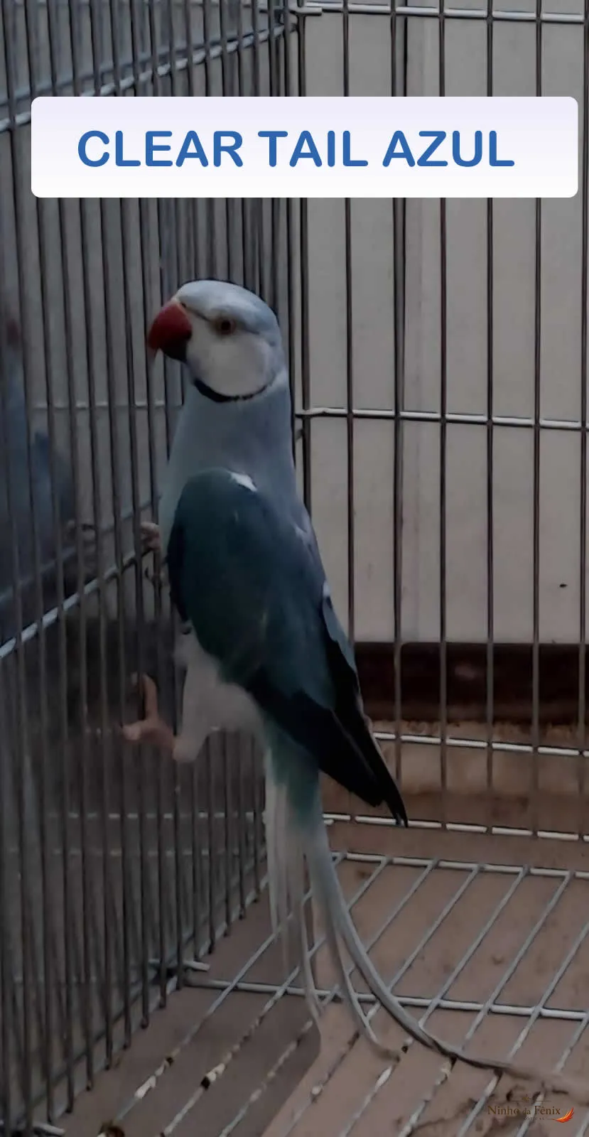 CLEAR TAIL AZUL