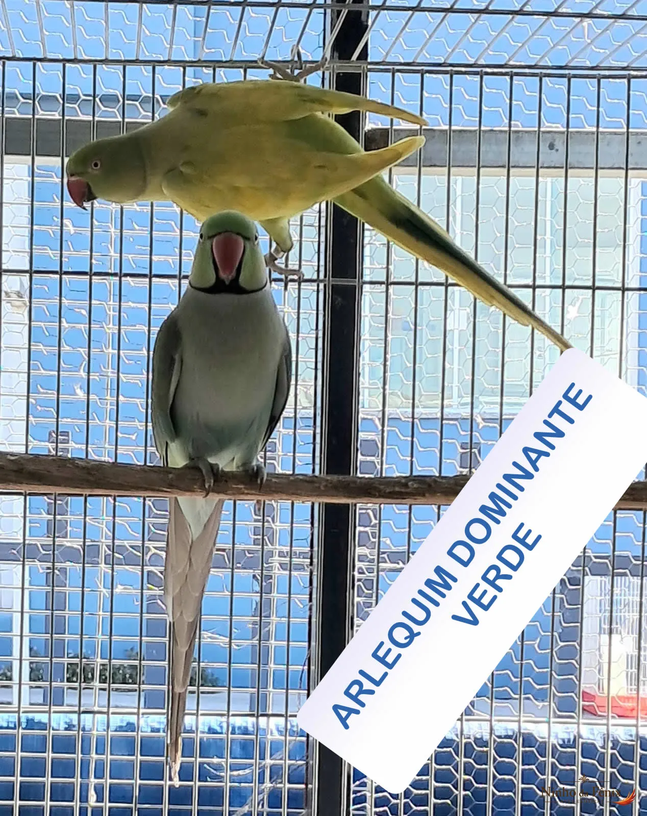 ARLEQUIM DOMINANTE VERDE