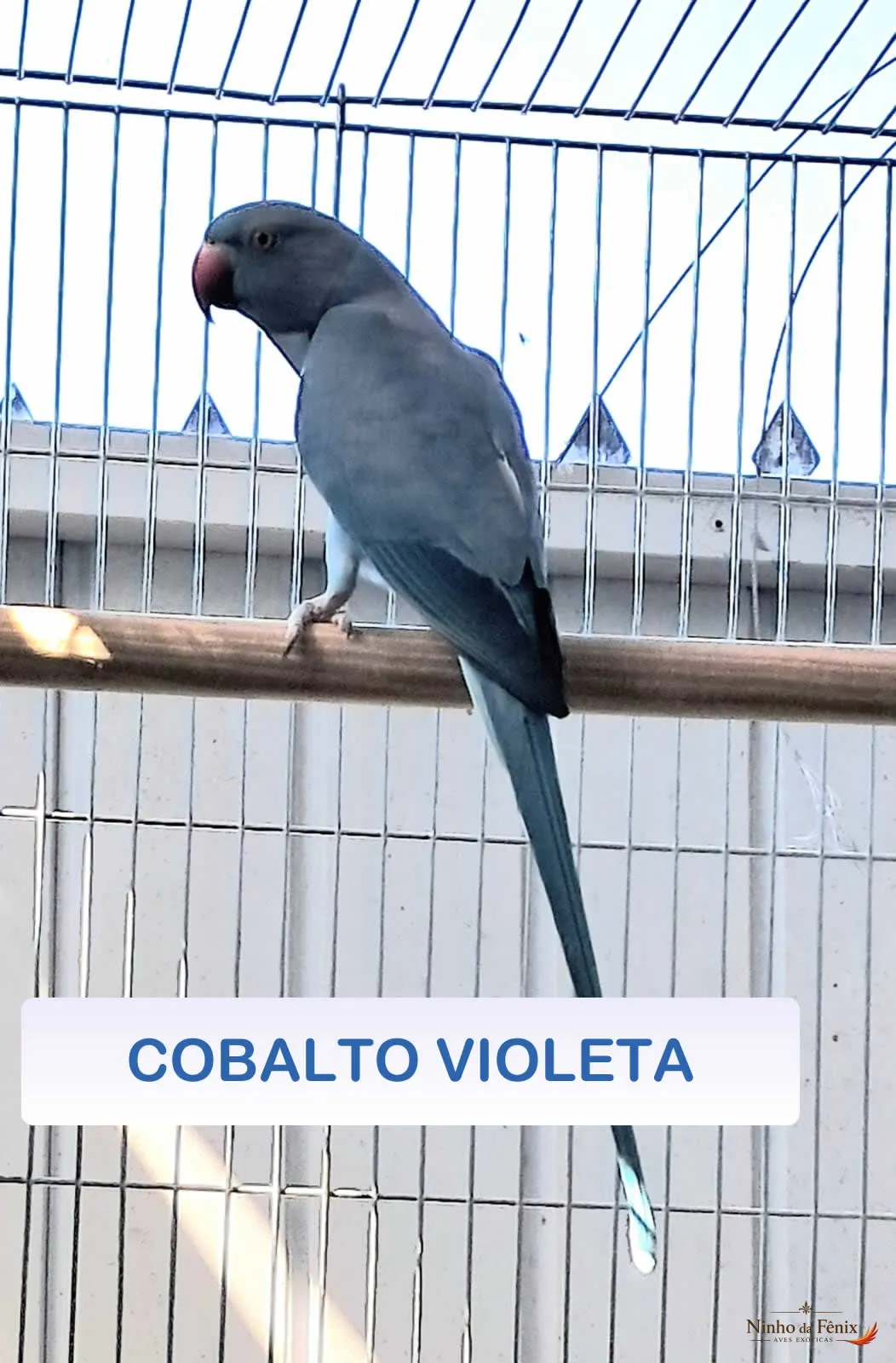 COBALTO VIOLETA