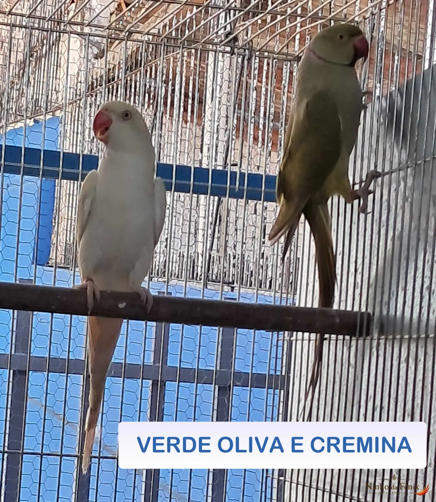 VERDE OLIVA E CREMINA