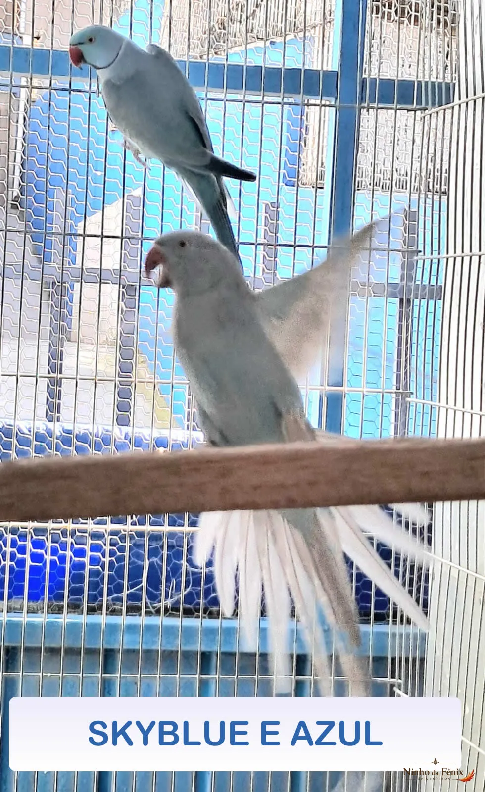 SKYBLUE E AZUL