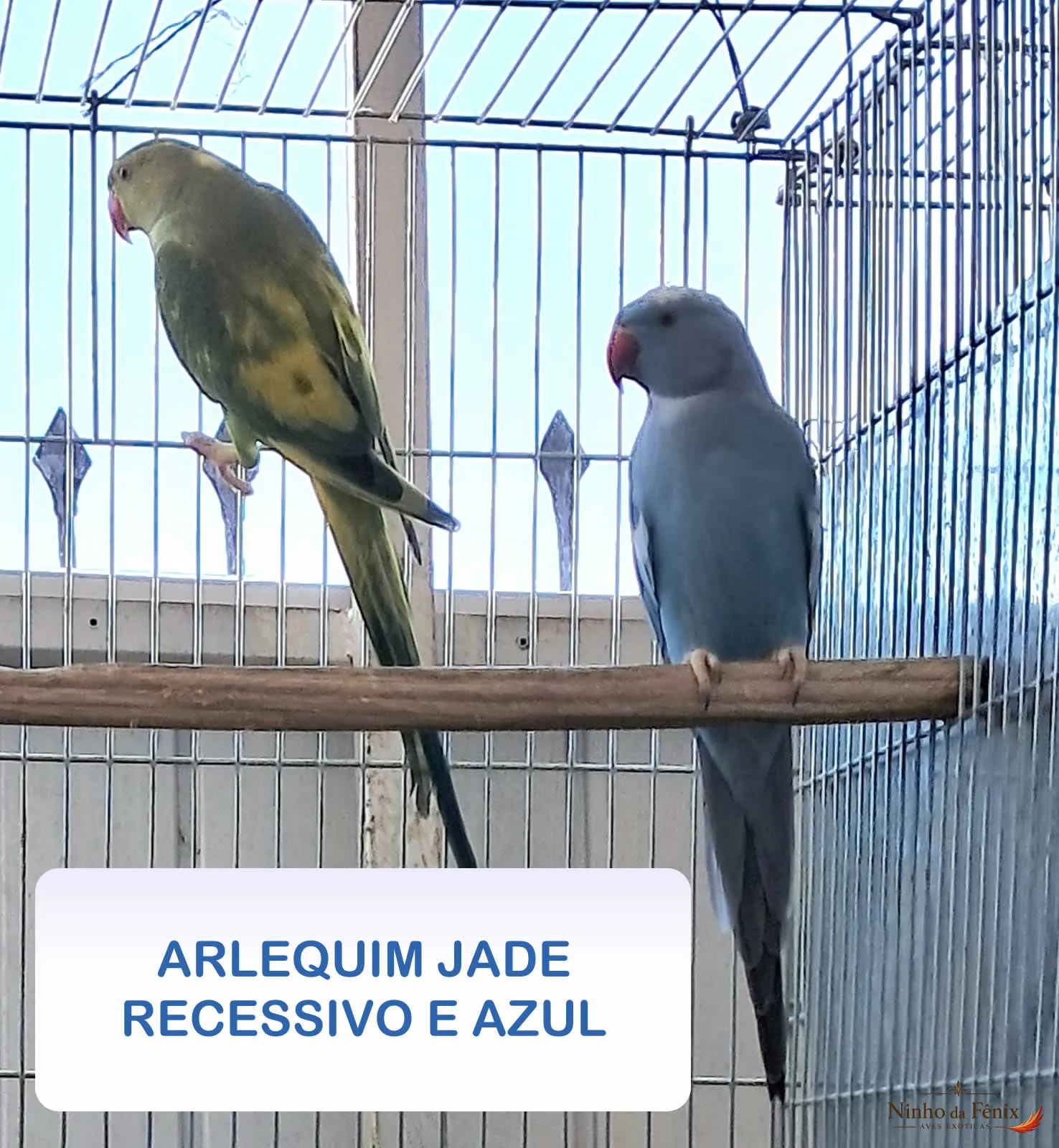 ARLEQUIM JADE RECESSIVO E AZUL