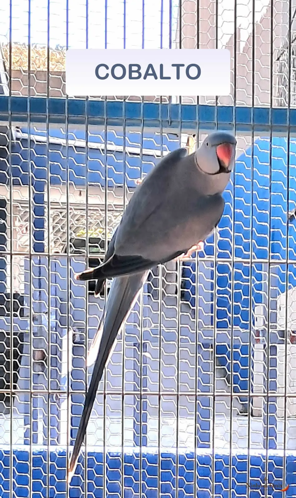 COBALTO