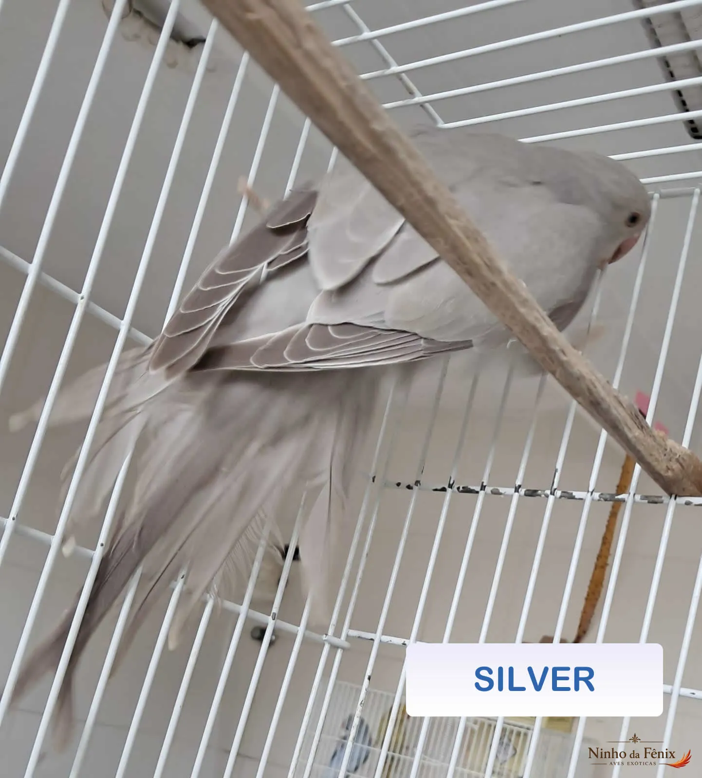 SILVER