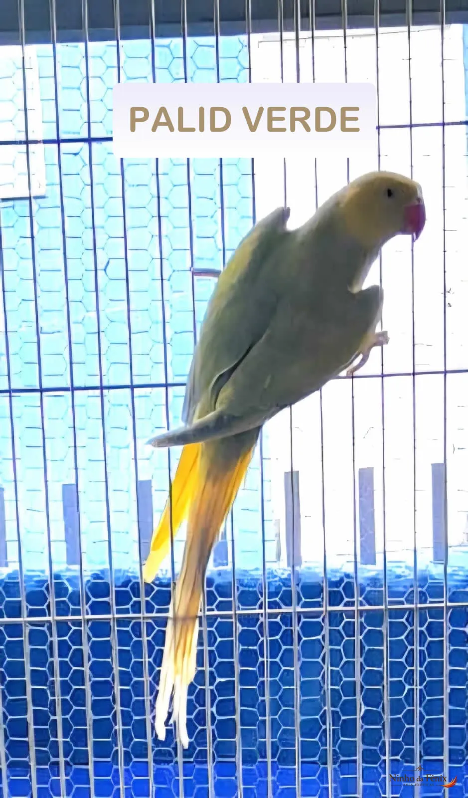 PALID VERDE