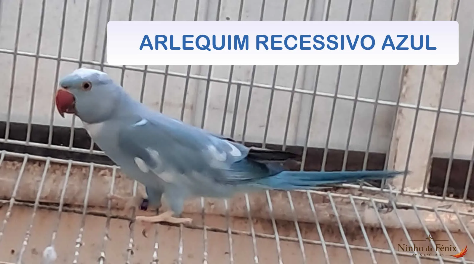 ARLEQUIM RECESSIVO AZUL