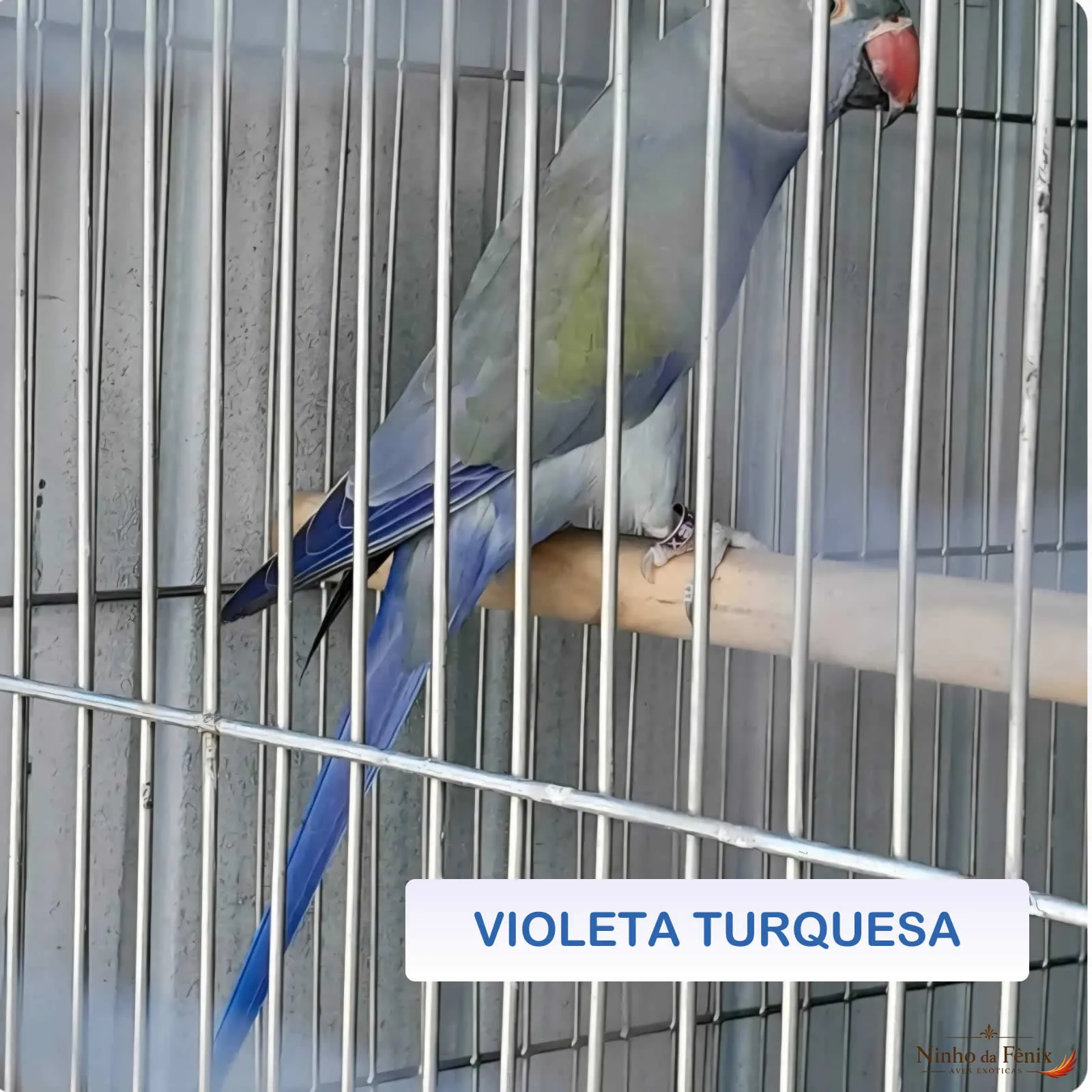 VIOLETA TURQUESA